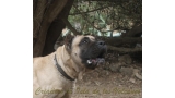 Dogo Canario. Junko De La Isla De Los Volcanes.
