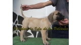 Dogo Canario. Vicky De La Isla De Los Volcanes con 3 meses.