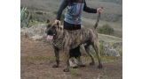 Dogo Canario. Faraon De La Isla De Los Volcanes con 17 meses.