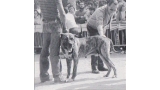 Dogo Canario. Fotos Historicas. Atrevido.