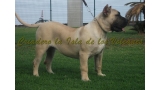 Dogo Canario. Vicky De La Isla De Los Volcanes con 6 meses.