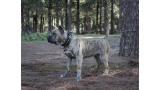 Dogo Canario. Estela De La Isla De Los Volcanes con 20 meses.