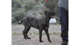 Dogo Canario. FANNY DE LA ISLA DE LOS VOLCANES de cachorra.