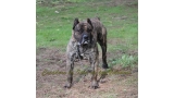 Dogo Canario. Faraon De La Isla De Los Volcanes con 20 meses.
