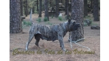 Dogo Canario. Faina De La Isla De Los Volcanes en 2012.