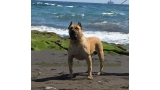 Dogo Canario. Turco De La Isla De Los Volcanes.