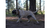 Dogo Canario. Vicky De La Isla De Los Volcanes en 2015.