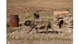 Dogo Canario. Fiona De La Isla De Los Volcanes.