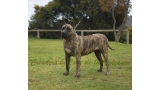 Dogo Canario. Ekaiza De La Isla De Los Volcanes.