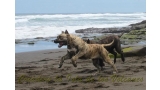 Dogo Canario. Estela De La Isla De Los Volcanes de joven.