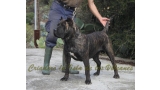 Dogo Canario. FANNY DE LA ISLA DE LOS VOLCANES con 16 meses.