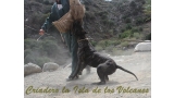 Dogo Canario. Caren De La Isla De Los Volcanes.
