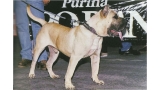Dogo Canario.