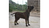 Dogo Canario. Laia De La Isla De Los Volcanes.