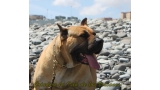 Dogo Canario. Turco De La Isla De Los Volcanes.