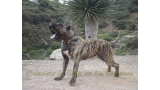 Dogo Canario. LLAIMA DE LA ISLA DE LOS VOLCANES.