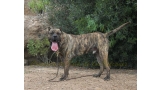 Dogo Canario. Faraon De La Isla De Los Volcanes.