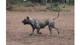 Dogo Canario. Faina De La Isla De Los Volcanes en 2012.
