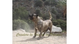 Dogo Canario. Faina De La Isla De Los Volcanes. Prueba de Caracter.