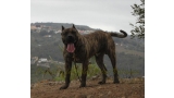 Dogo Canario. Faraon De La Isla De Los Volcanes.