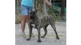 Dogo Canario. LLAIMA DE LA ISLA DE LOS VOLCANES con 10 meses.