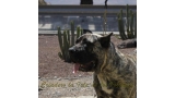 Dogo Canario. Hurcan De La Isla De Los Volcanes.