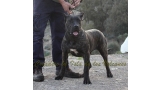 Dogo Canario. FANNY DE LA ISLA DE LOS VOLCANES de cachorra.