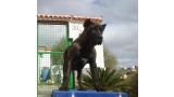 Dogo Canario. FANNY DE LA ISLA DE LOS VOLCANES de cachorra.