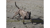 Dogo Canario. FANNY DE LA ISLA DE LOS VOLCANES con 8 meses.