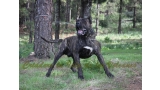 Dogo Canario. FRANCO DE LA ISLA DE LOS VOLCANES con 20 meses.
