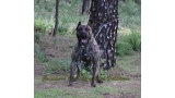 Dogo Canario. Faraon De La Isla De Los Volcanes.