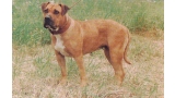 Dogo Canario. Fotos Historicas. Chalia.