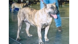 Dogo Canario. Talia.
