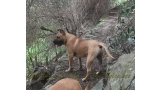 Dogo Canario. Turco De La Isla De Los Volcanes con 8 meses.