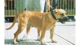 Dogo Canario. Tarka.