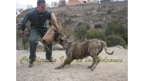 Dogo Canario. Faina De La Isla De Los Volcanes. Prueba de Caracter.