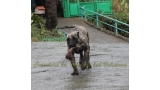 Dogo Canario. Kaifa De La Isla De Los Volcanes.
