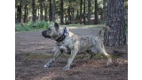 Dogo Canario. Estela De La Isla De Los Volcanes.