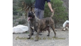 Dogo Canario. Faina De La Isla De Los Volcanes en 2012.