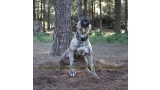 Dogo Canario. Estela De La Isla De Los Volcanes con 20 meses.