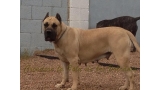 Dogo Canario. Reina De La Isla De Los Volcanes.
