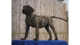Dogo Canario. Faraon De La Isla De Los Volcanes con 4 meses.
