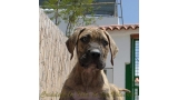 Dogo Canario. Estela De La Isla De Los Volcanes de cachorra.