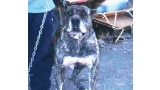 Dogo Canario.