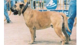 Dogo Canario. Clay.