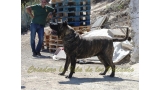Dogo Canario. FANNY DE LA ISLA DE LOS VOLCANES.