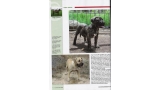 Dogo Canario. Pagina16.