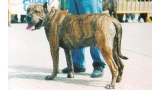 Dogo Canario. Nast.