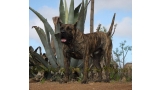 Dogo Canario. Faraon De La Isla De Los Volcanes con 17 meses.