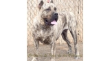 Dogo Canario. Elsa De Presa Yeyfe.
